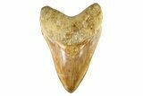 Serrated, Fossil Megalodon Tooth - Indonesia #279218-1